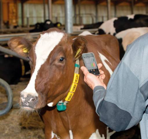 DETECTION DES CHALEURS COWSCOUT